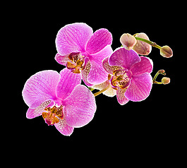 位圖 寫(xiě)實(shí)花卉 植物 花朵 免費(fèi)素材