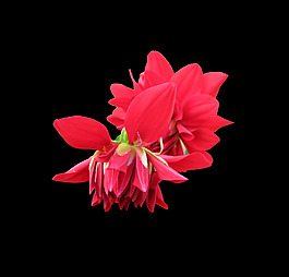 位圖 寫實(shí)花卉 植物 花朵 免費(fèi)素材