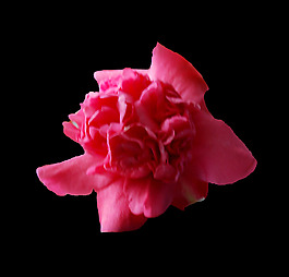 位圖 寫實(shí)花卉 植物 花朵 免費(fèi)素材
