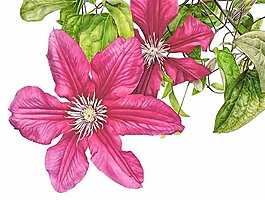 位圖 植物圖案 寫意花卉 花朵 超高清 免費(fèi)素材