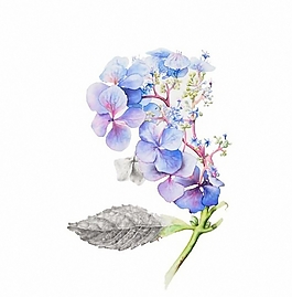 位圖 植物圖案 寫(xiě)意花卉 花朵 超高清 免費(fèi)素材