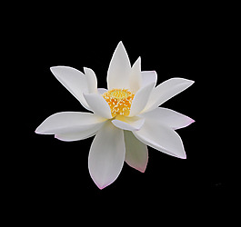 位圖 植物 花朵 荷花 寫實(shí)花卉 免費(fèi)素材