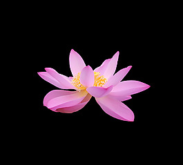 位圖 植物 花朵 荷花 寫實(shí)花卉 免費(fèi)素材
