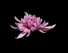 位圖 植物 花朵 菊花 寫實花卉 免費素材