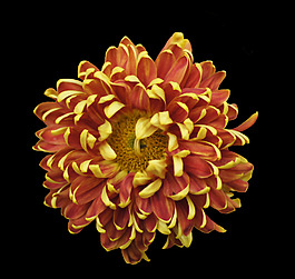 位圖 植物 花朵 菊花 寫實(shí)花卉 免費(fèi)素材