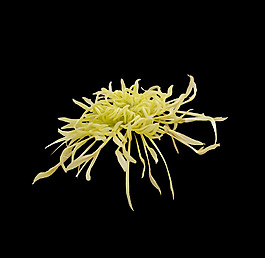 位圖 植物 花朵 菊花 免費素材