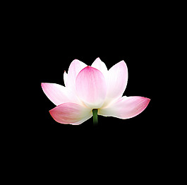 位圖 寫實(shí)花卉 植物 花朵 免費(fèi)素材