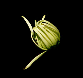 位圖 植物 花朵 菊花 免費素材