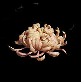 位圖 植物 花朵 菊花 免費素材