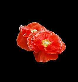 位圖 寫實(shí)花卉 植物 花朵 免費(fèi)素材