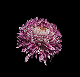 位圖 植物 花朵 菊花 寫實(shí)花卉 免費(fèi)素材