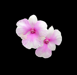 位圖 植物 花朵 寫實(shí)花卉 高清 免費(fèi)素材