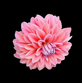 位圖 植物 花朵 菊花 寫實(shí)花卉 免費(fèi)素材