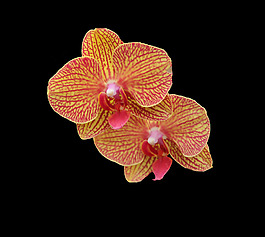 位圖 植物 花朵 寫實(shí)花卉 高清 免費(fèi)素材