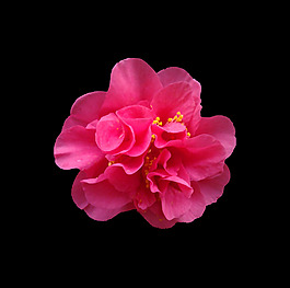 位圖 植物 花朵 寫實(shí)花卉 高清 免費(fèi)素材