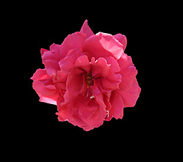位圖 植物 花朵 寫實(shí)花卉 高清 免費(fèi)素材