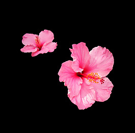 位圖 植物 花朵 寫實(shí)花卉 高清 免費(fèi)素材