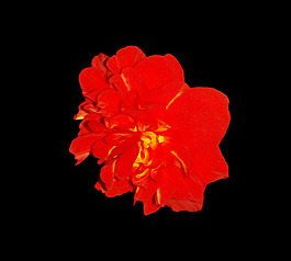 位圖 植物 花朵 寫實(shí)花卉 高清 免費(fèi)素材