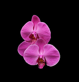 位圖 植物 花朵 寫實花卉 高清 免費素材