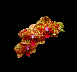 位圖 植物 花朵 寫實花卉 高清 免費素材
