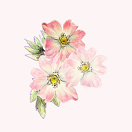 位圖 psd 花朵 免費(fèi)素材