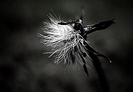 蒲公英圖片
