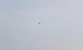 海鸥图片