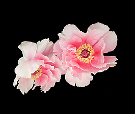 位圖 植物 花朵 寫(xiě)實(shí)花卉 高清 免費(fèi)素材