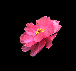 位圖 植物 花朵 寫實花卉 高清 免費素材