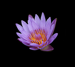 位圖 植物 花朵 寫實花卉 高清 免費素材