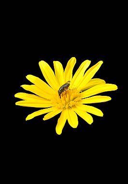 位圖 植物 花朵 寫(xiě)實(shí)花卉 高清 免費(fèi)素材