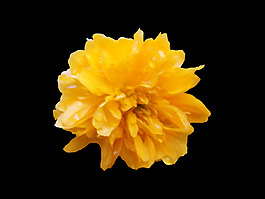 位圖 植物 花朵 寫(xiě)實(shí)花卉 高清 免費(fèi)素材