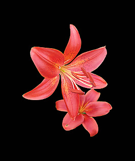 位圖 植物 花朵 寫實(shí)花卉 高清 免費(fèi)素材