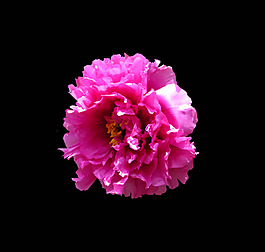 位圖 植物 花朵 牡丹 寫實花卉 免費素材