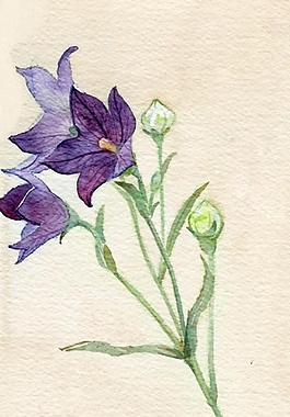 位圖 植物圖案 寫意花卉 花朵 百合 免費(fèi)素材