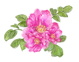 位圖 psd 植物 花朵 免費(fèi)素材