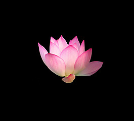 位圖 植物 花朵 荷花 寫實(shí)花卉 免費(fèi)素材