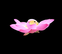 位圖 植物 花朵 荷花 寫實(shí)花卉 免費(fèi)素材
