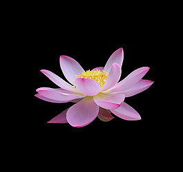 位圖 植物 花朵 荷花 寫實(shí)花卉 免費(fèi)素材