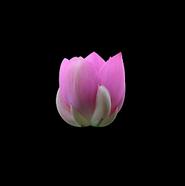 位圖 植物 花朵 荷花 寫實(shí)花卉 免費(fèi)素材