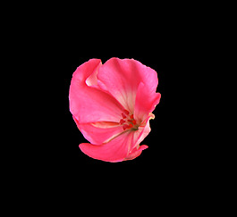 位圖 植物 花朵 寫(xiě)實(shí)花卉 高清 免費(fèi)素材