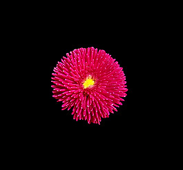 位圖 植物 花朵 寫(xiě)實(shí)花卉 高清 免費(fèi)素材
