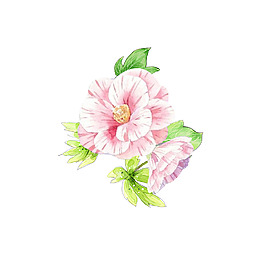 位圖 psd 花朵 免費(fèi)素材