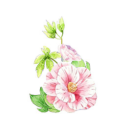 位圖 psd 花朵 免費素材