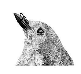 位圖 藝術效果 手繪 動物 鳥 免費素材