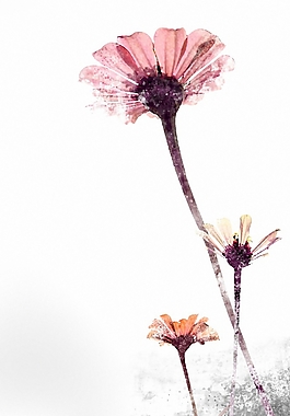 位圖 植物圖案 寫意花卉 花朵 菊花 免費素材