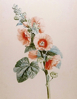位圖 植物圖案 寫意花卉 花朵 超高清 免費(fèi)素材