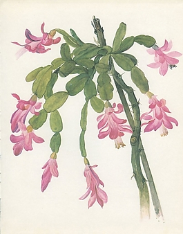 位圖 植物圖案 寫(xiě)意花卉 花朵 超高清 免費(fèi)素材