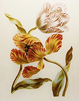 位圖 植物圖案 寫意花卉 花朵 超高清 免費(fèi)素材