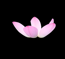 位圖 植物 花朵 荷花 寫實(shí)花卉 免費(fèi)素材